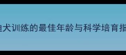 泰迪犬训练的最佳年龄与科学培育指南