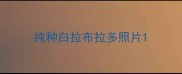 纯种白拉布拉多照片