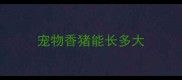 宠物香猪能长多大