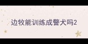 边牧能训练成警犬吗