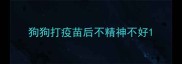 狗狗打疫苗后不精神不好