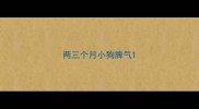 两三个月小狗脾气