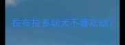 拉布拉多幼犬不喜欢动