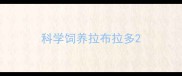 科学饲养拉布拉多