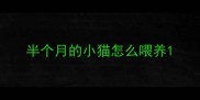 半个月的小猫怎么喂养