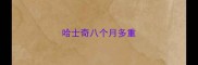 哈士奇八个月多重