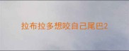 拉布拉多想咬自己尾巴