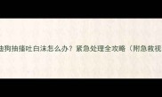 泰迪狗抽搐吐白沫怎么办紧急处理全攻略附急救视频