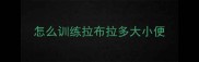 怎么训练拉布拉多大小便