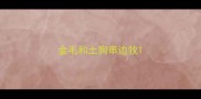 金毛和土狗串边牧