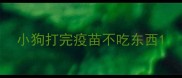 小狗打完疫苗不吃东西