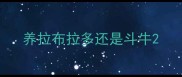 养拉布拉多还是斗牛