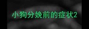 小狗分娩前的症状