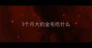 3个月大的金毛吃什么