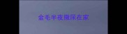 金毛半夜撒尿在家