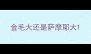金毛大还是萨摩耶大