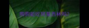 狗狗能吃阿莫西林吗