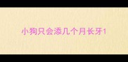 小狗只会添几个月长牙
