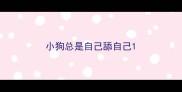 小狗总是自己舔自己