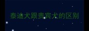泰迪犬跟贵宾犬的区别