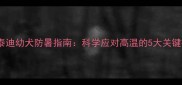 夏季泰迪幼犬防暑指南科学应对高温的5大关键措施