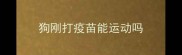 狗刚打疫苗能运动吗