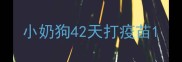小奶狗42天打疫苗