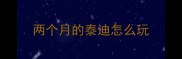 两个月的泰迪怎么玩