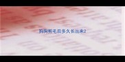 狗狗剪毛后多久长出来