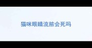 猫咪眼睛流脓会死吗