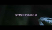 宠物狗能吃哪些水果