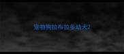 宠物狗拉布拉多幼犬