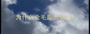 为什么金毛那么调皮