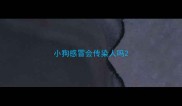 小狗感冒会传染人吗