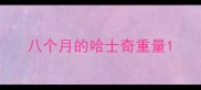 八个月的哈士奇重量