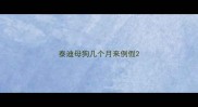 泰迪母狗几个月来例假