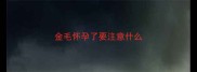 金毛怀孕了要注意什么
