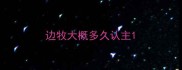 边牧大概多久认主