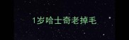 1岁哈士奇老掉毛