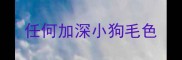 任何加深小狗毛色