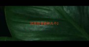 拉布拉多能怀几个