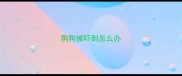 狗狗被吓到怎么办