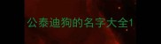 公泰迪狗的名字大全