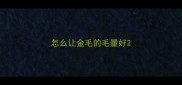 怎么让金毛的毛量好