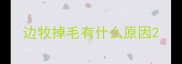 边牧掉毛有什么原因