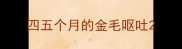 四五个月的金毛呕吐