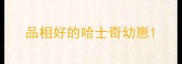 品相好的哈士奇幼崽