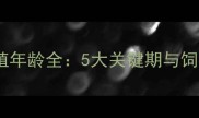 仓鼠繁殖年龄全5大关键期与饲养禁忌
