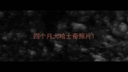 四个月大哈士奇照片