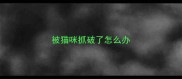 被猫咪抓破了怎么办